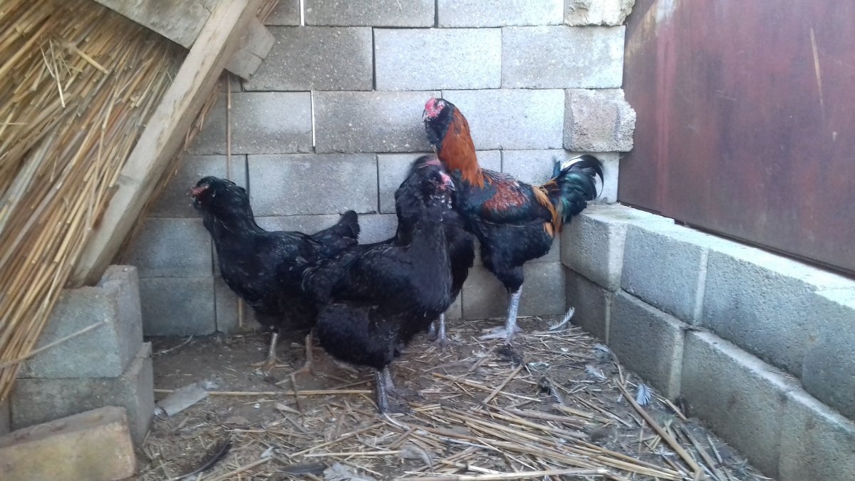 Птицы фото куры