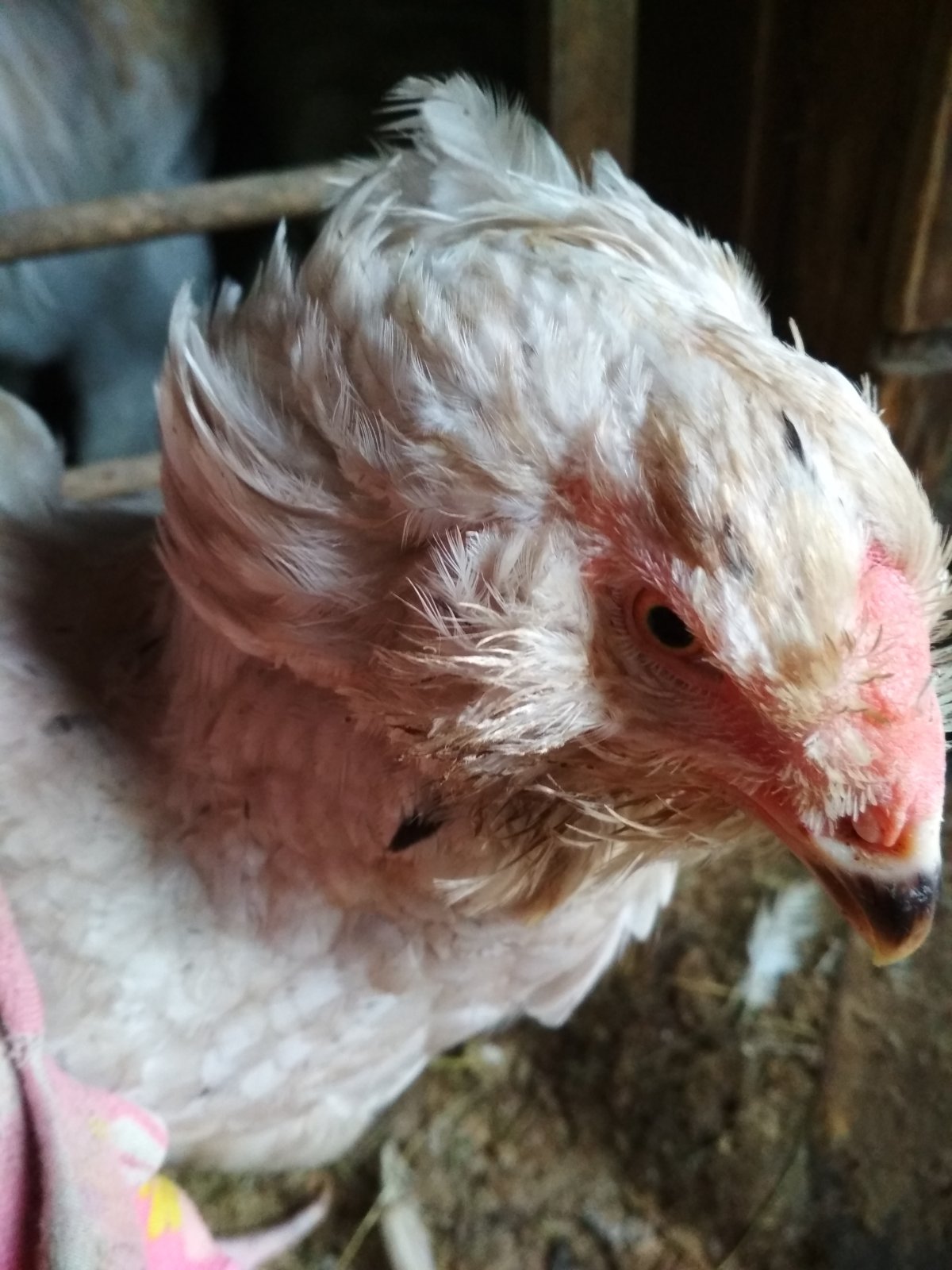 Гилянская порода кур