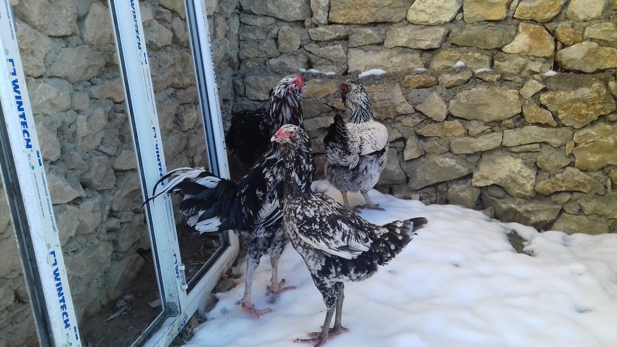 Гергебильский петух