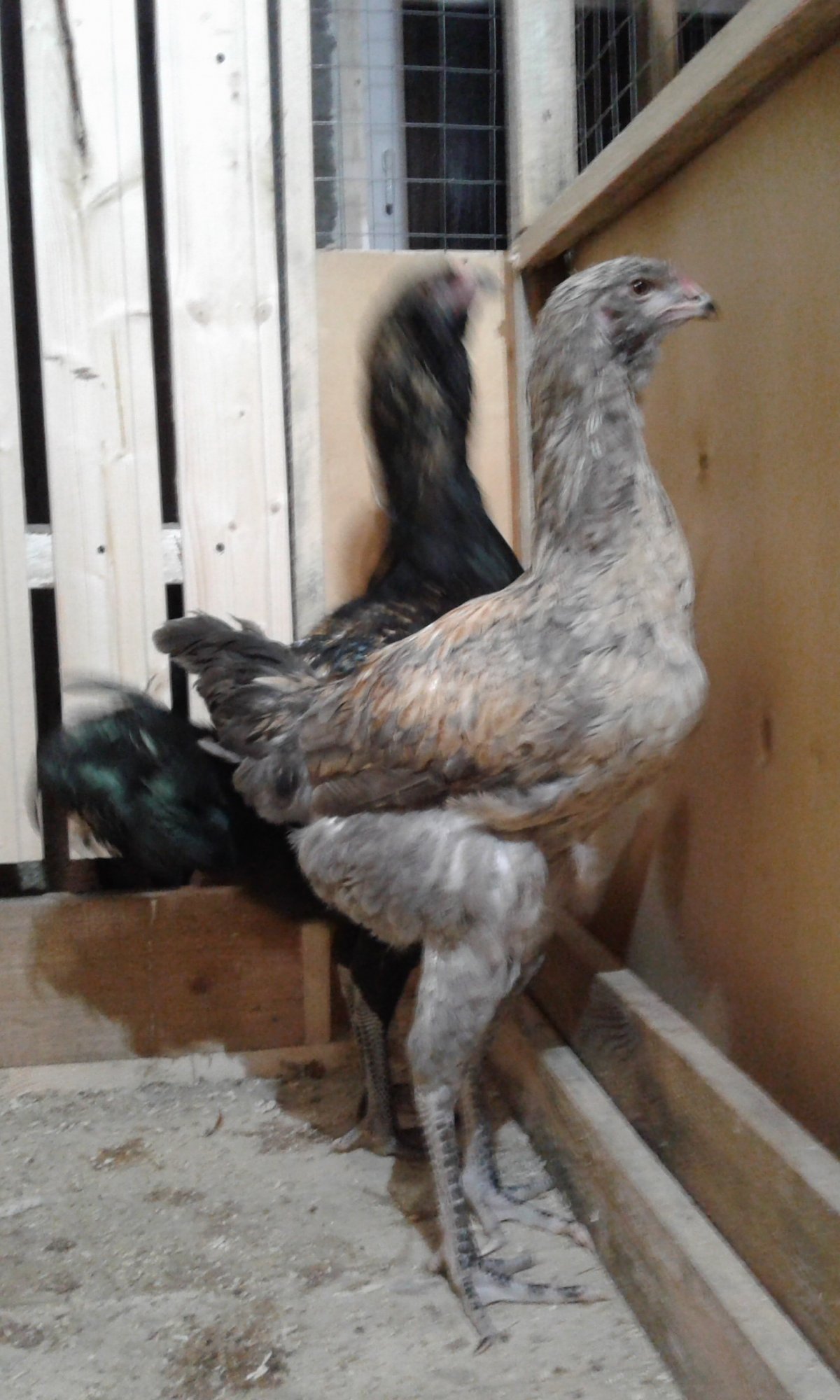 Гилянские куры Александра Королева