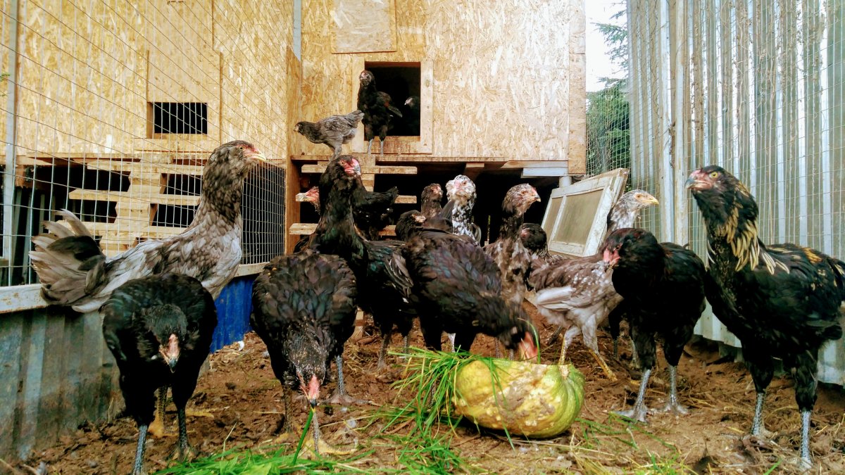 Цыплята Гергебильской породы