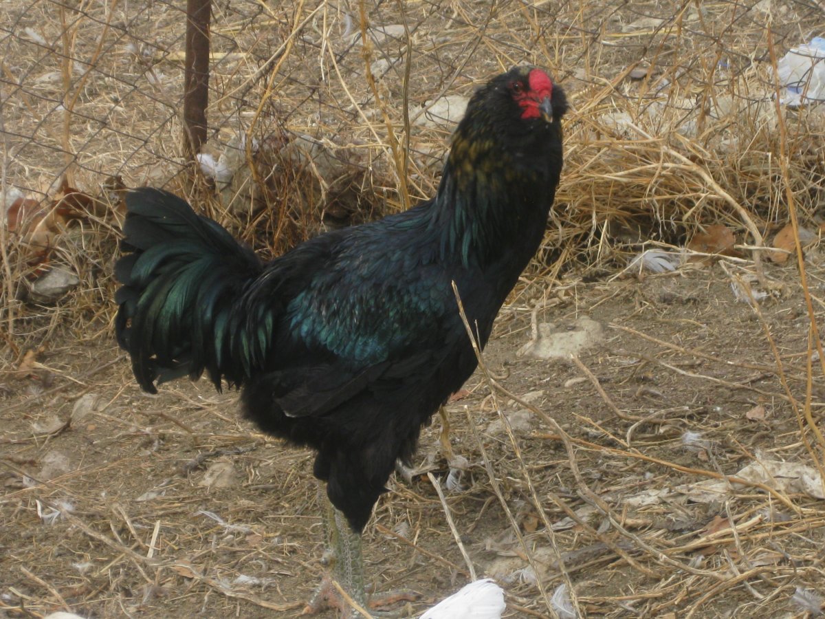 Гергебильская порода петухов