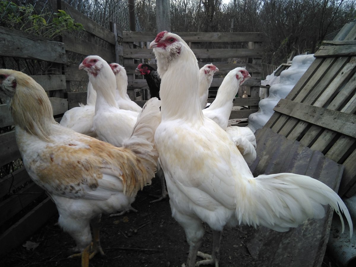 Чёрная порода кур с ореховидным гребнем