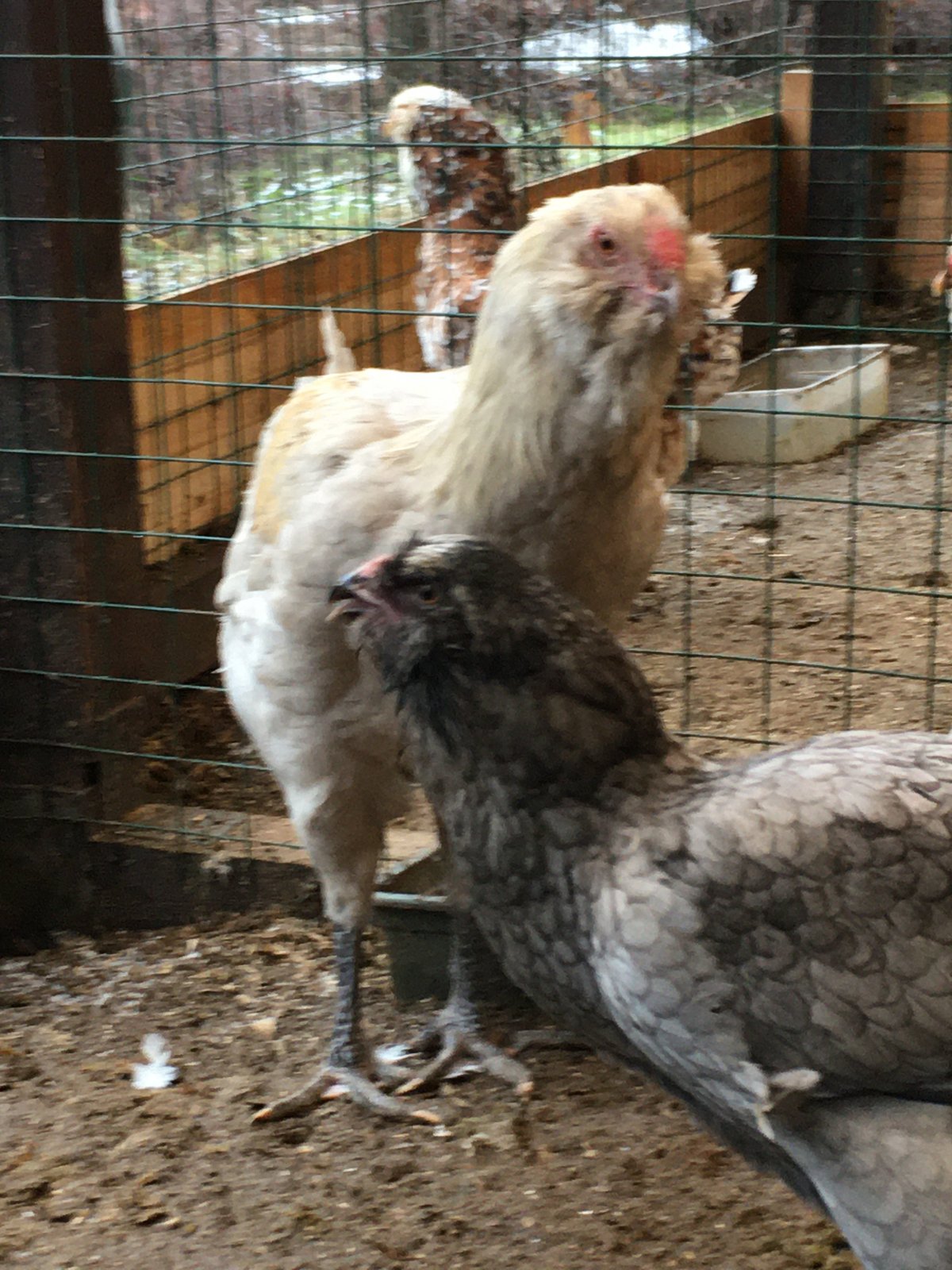 Хайнлайн куры