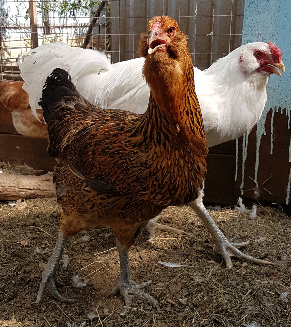 Гергебильский петух