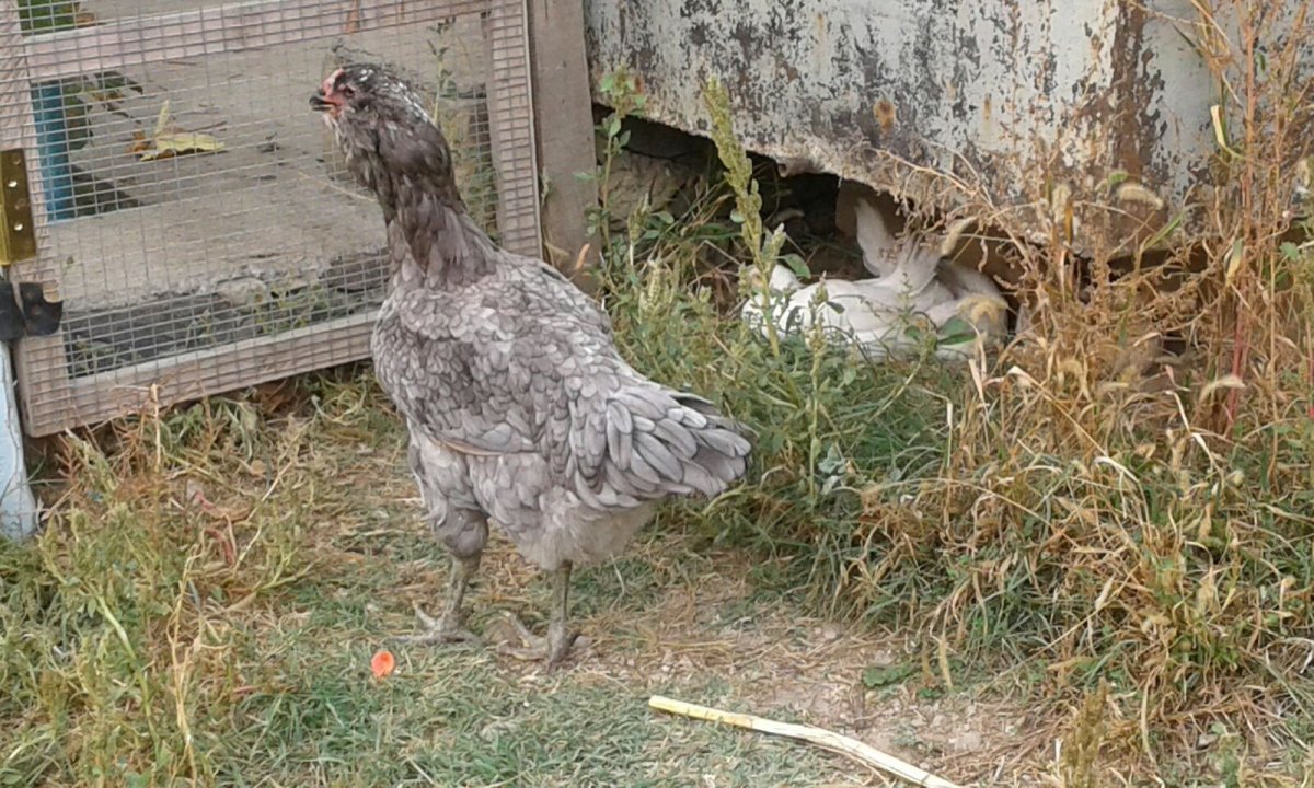 Гергебильский ундуч куры