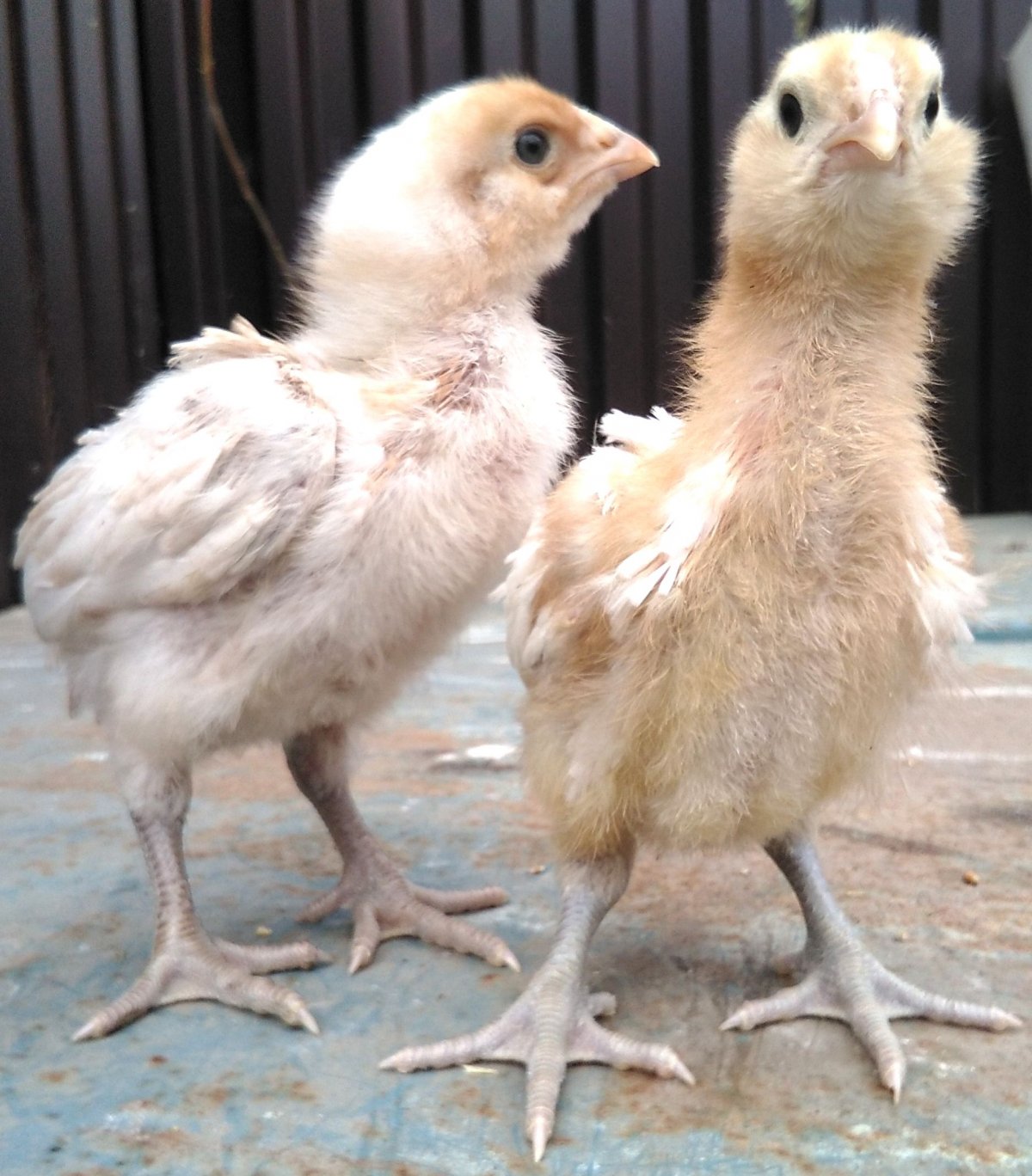 Покровская Курочка