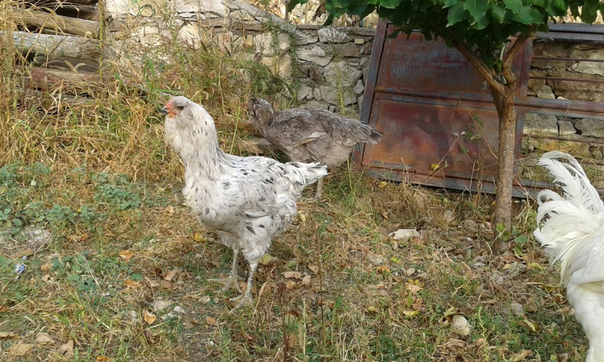 Куры Гергебильской породы