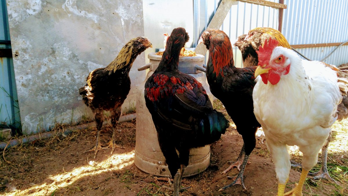 Ундуч- Гергебильского(Гилянского)