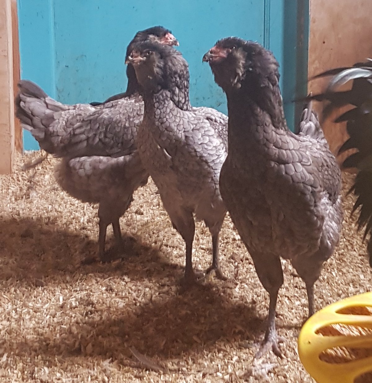 Порода кур колхозница