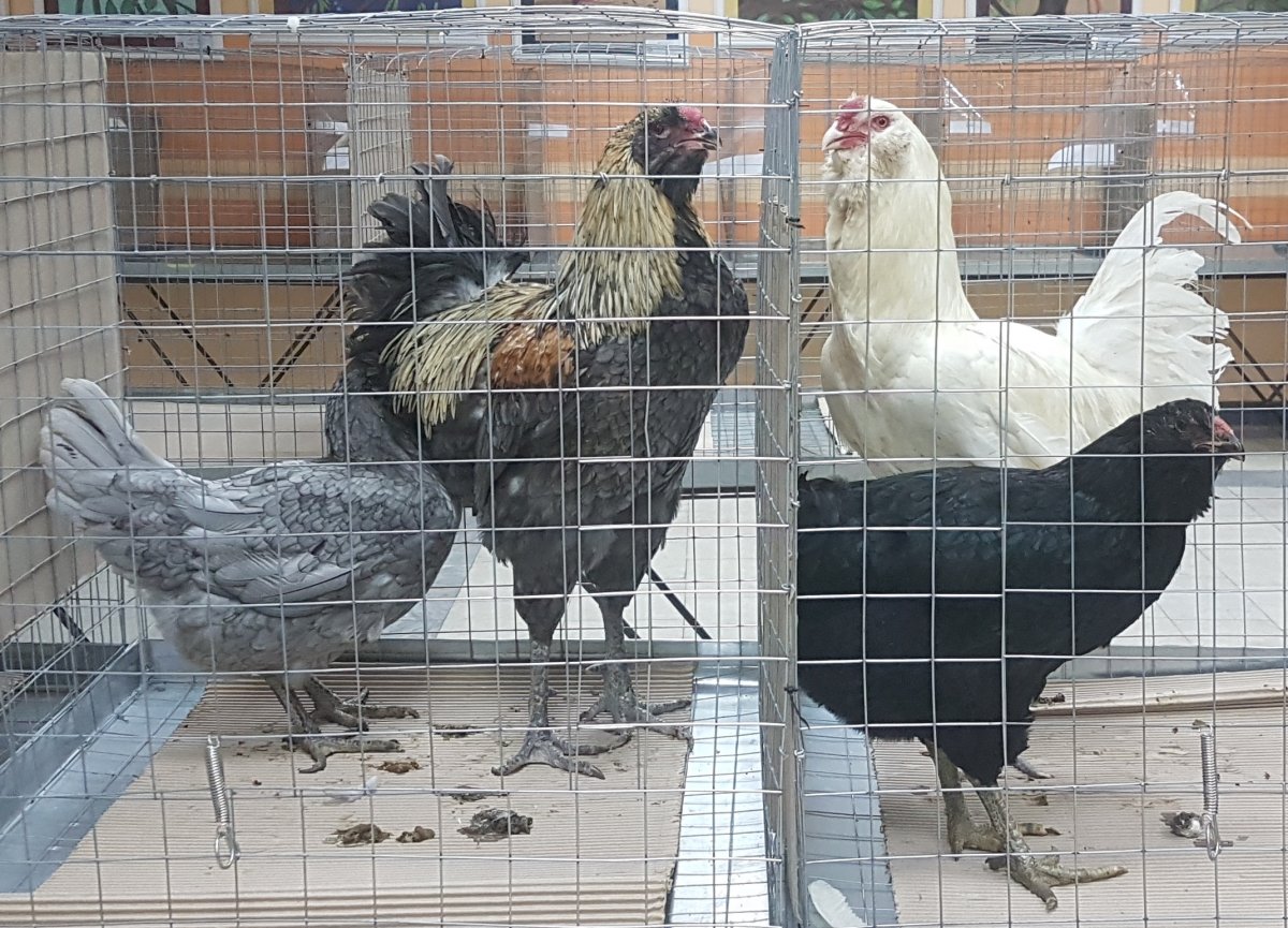 Гергебильская порода кур ундуч