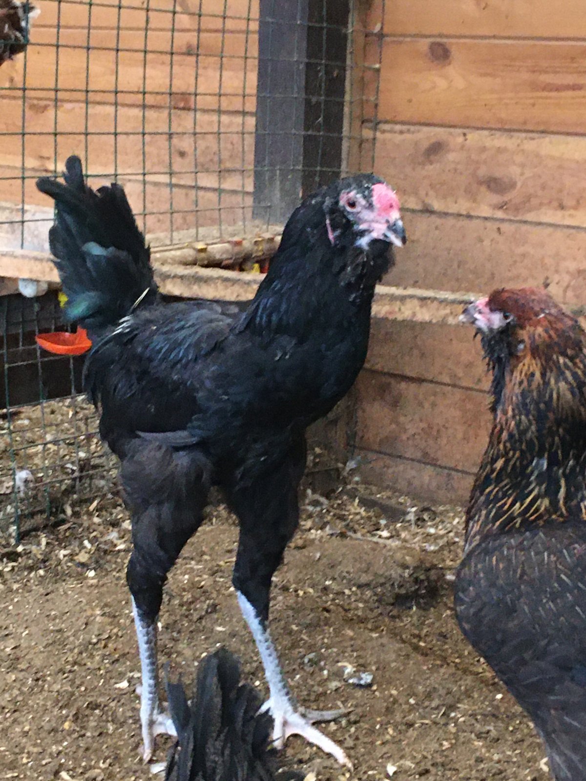 Гергебильский ундуч куры