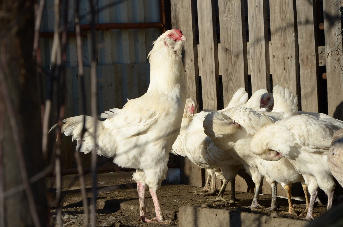 Куры Гергебильской породы