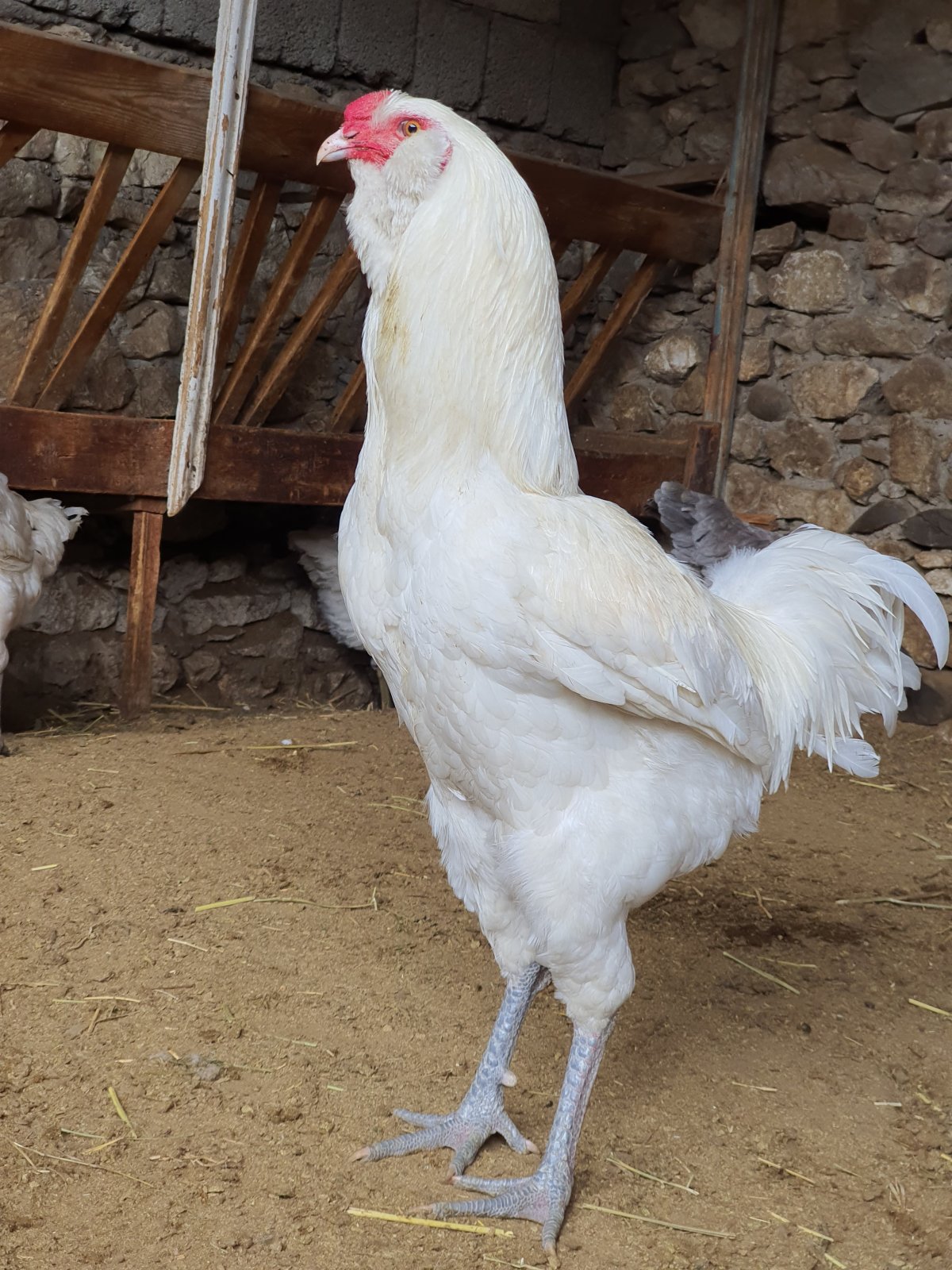 Яйца Гергебильская