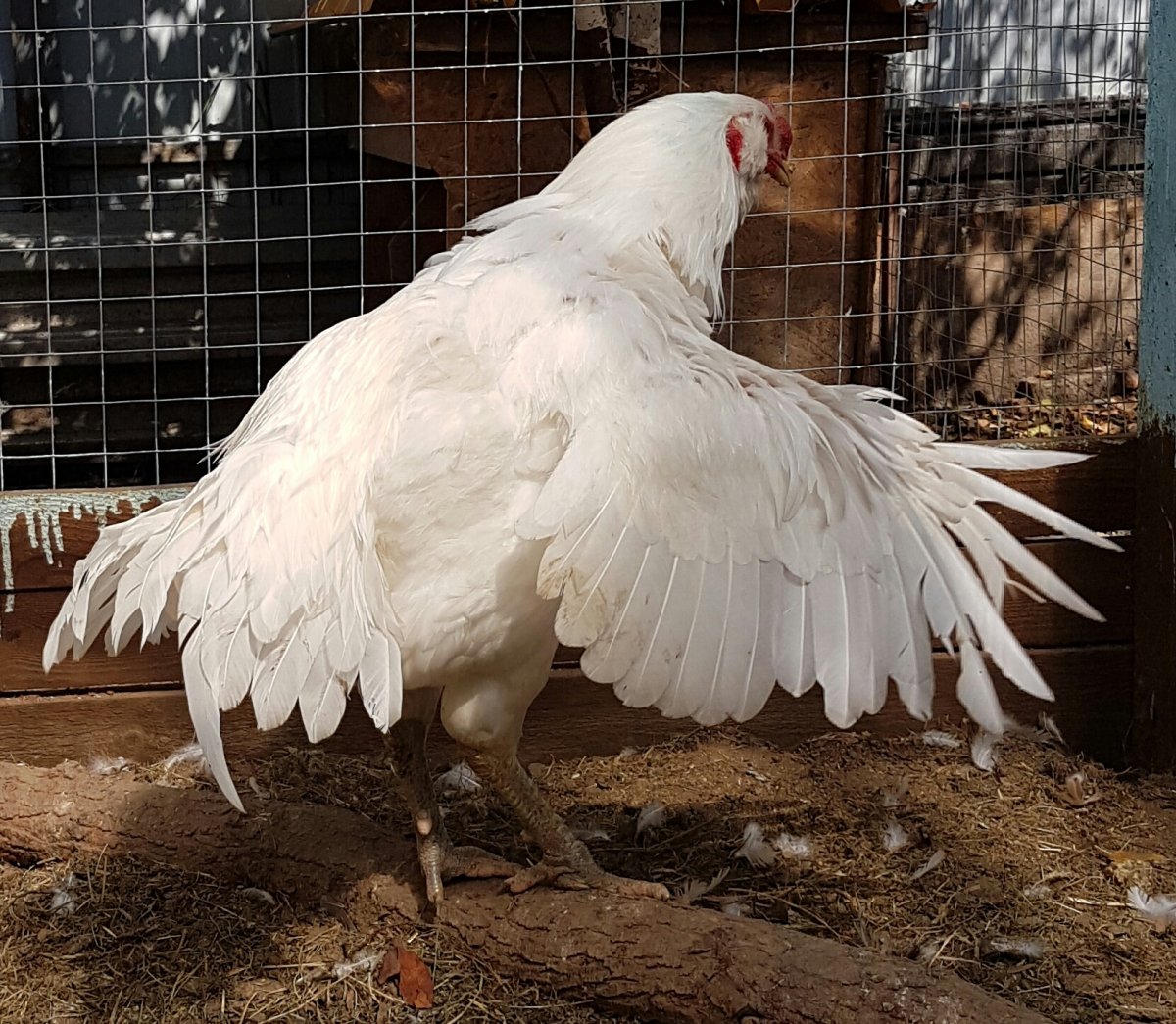 Ундуч курица