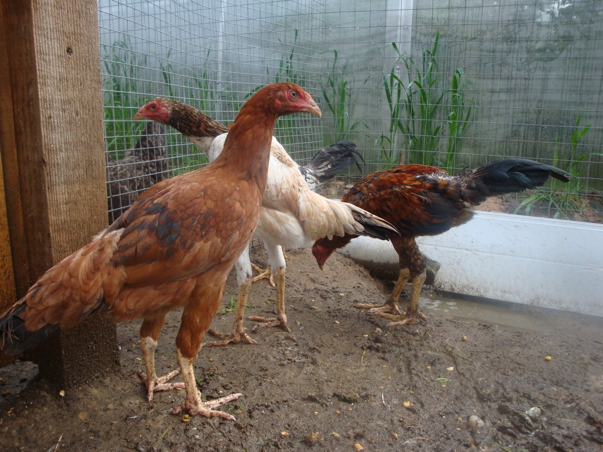 Куры Леггорн кросс