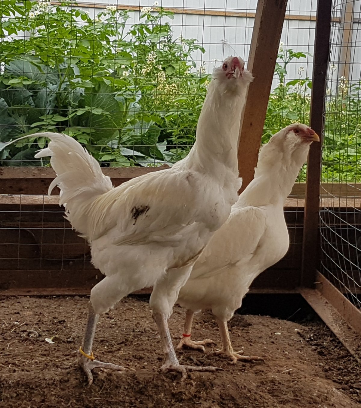 Гергебильская порода кур ундуч