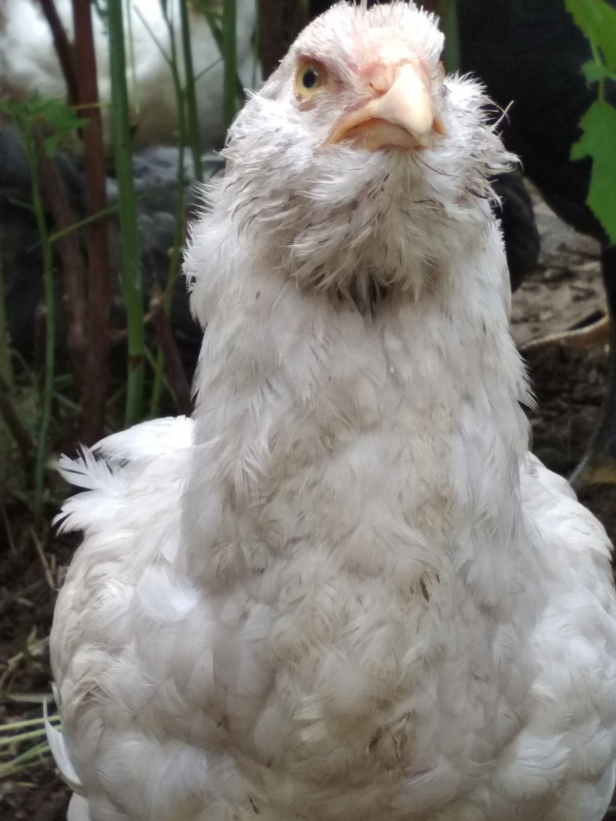 Азербайджанская местная порода кур