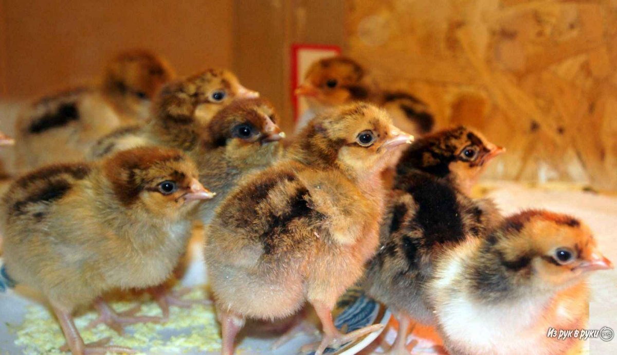 Кучинская Юбилейная порода цыплята
