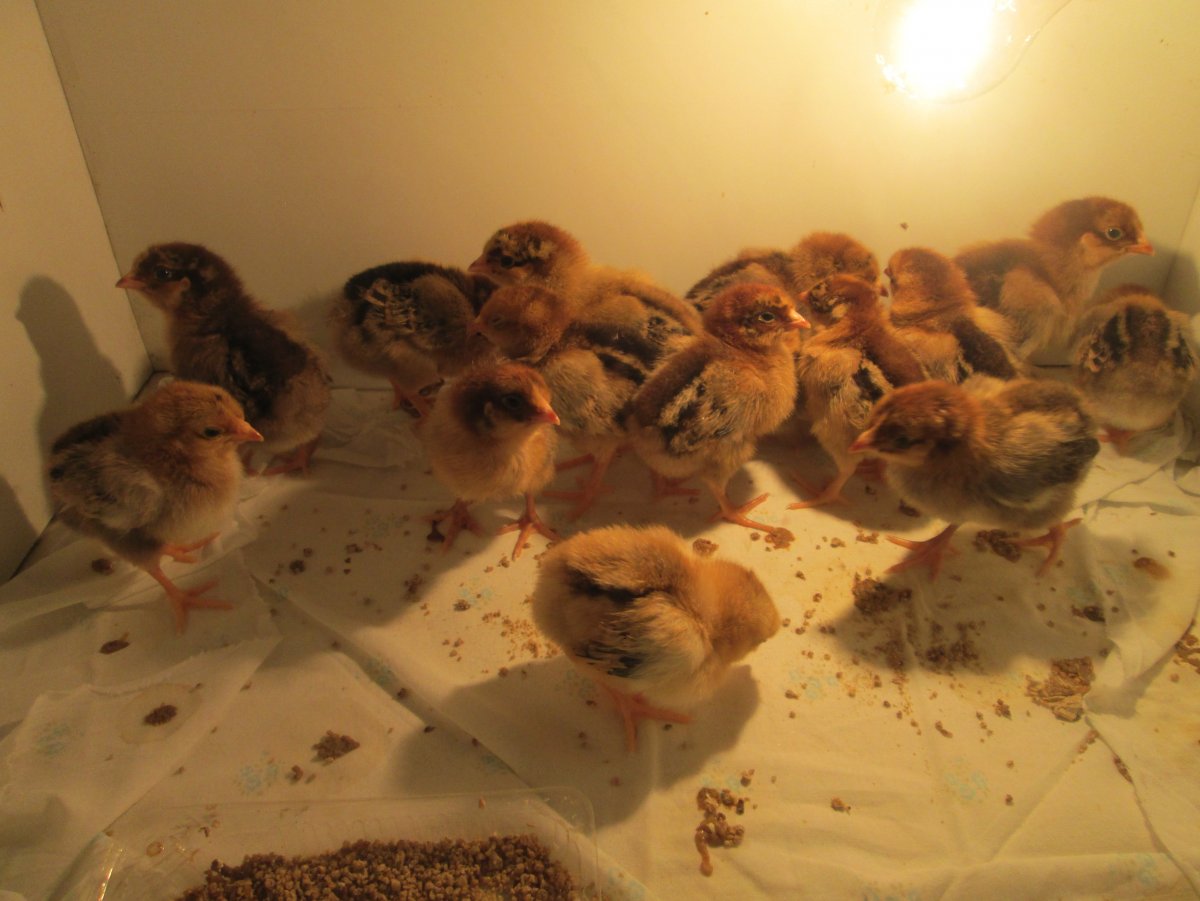 Кучинская Юбилейная цыплята