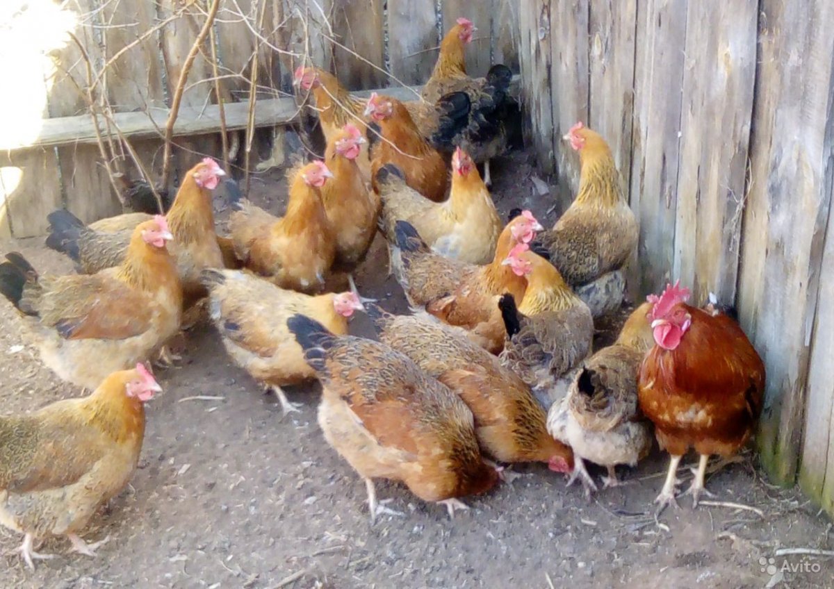 Кучинская Юбилейная молодки