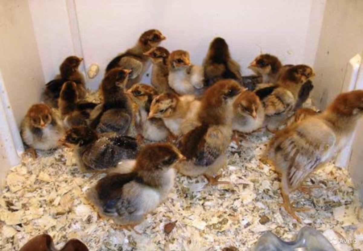 Суточные цыплята Билефельдер