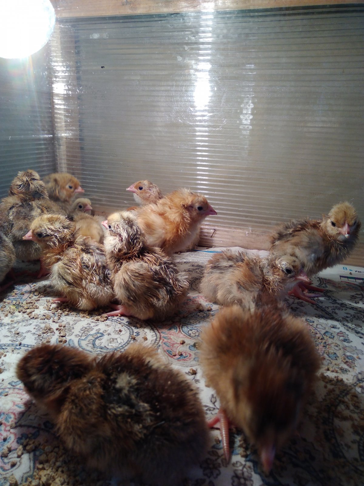 Породы кур несушек Кучинская