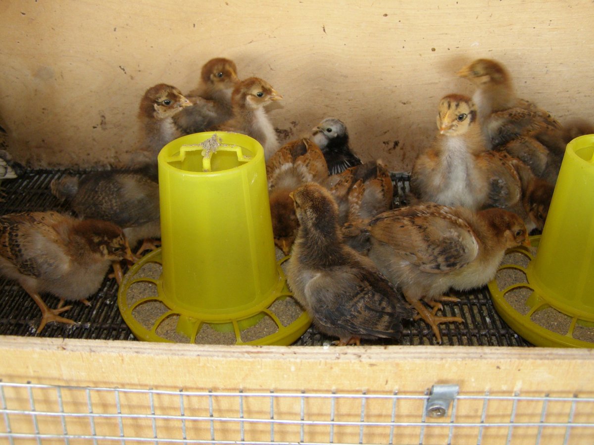 Кучинская Юбилейная селекция генофонда