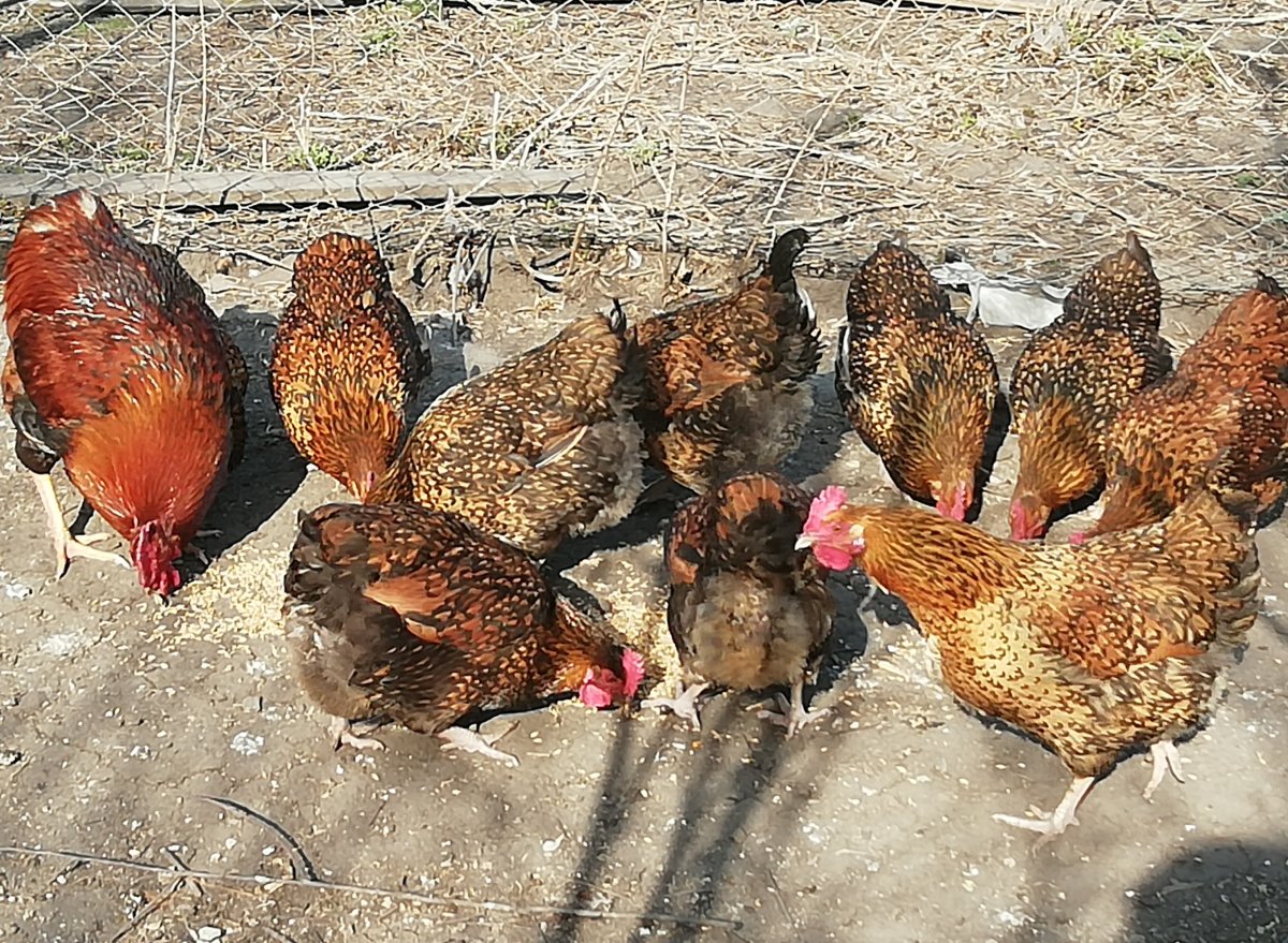 Цыплята кучинские юбилейные