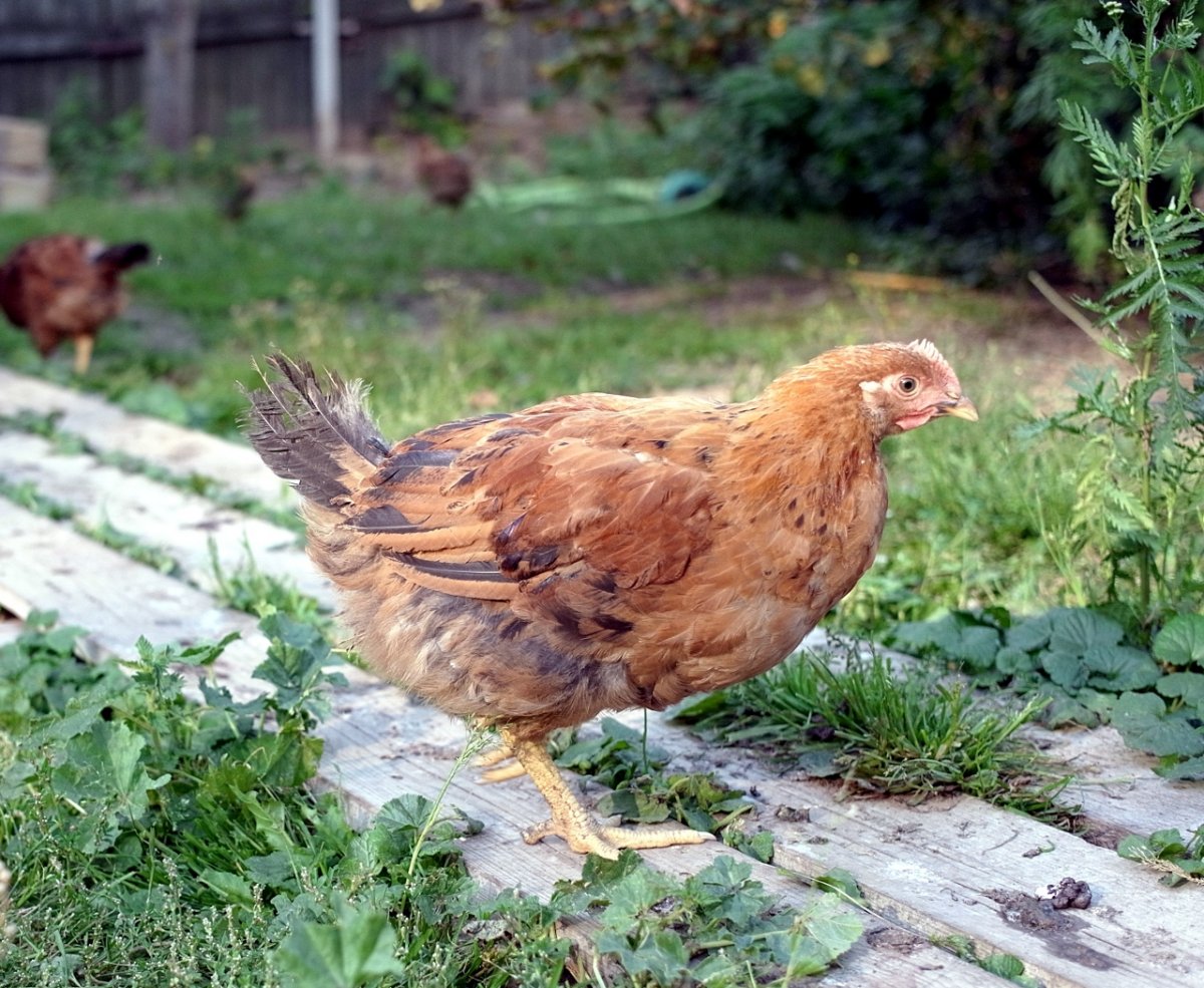 Кучинская Юбилейная цыплята