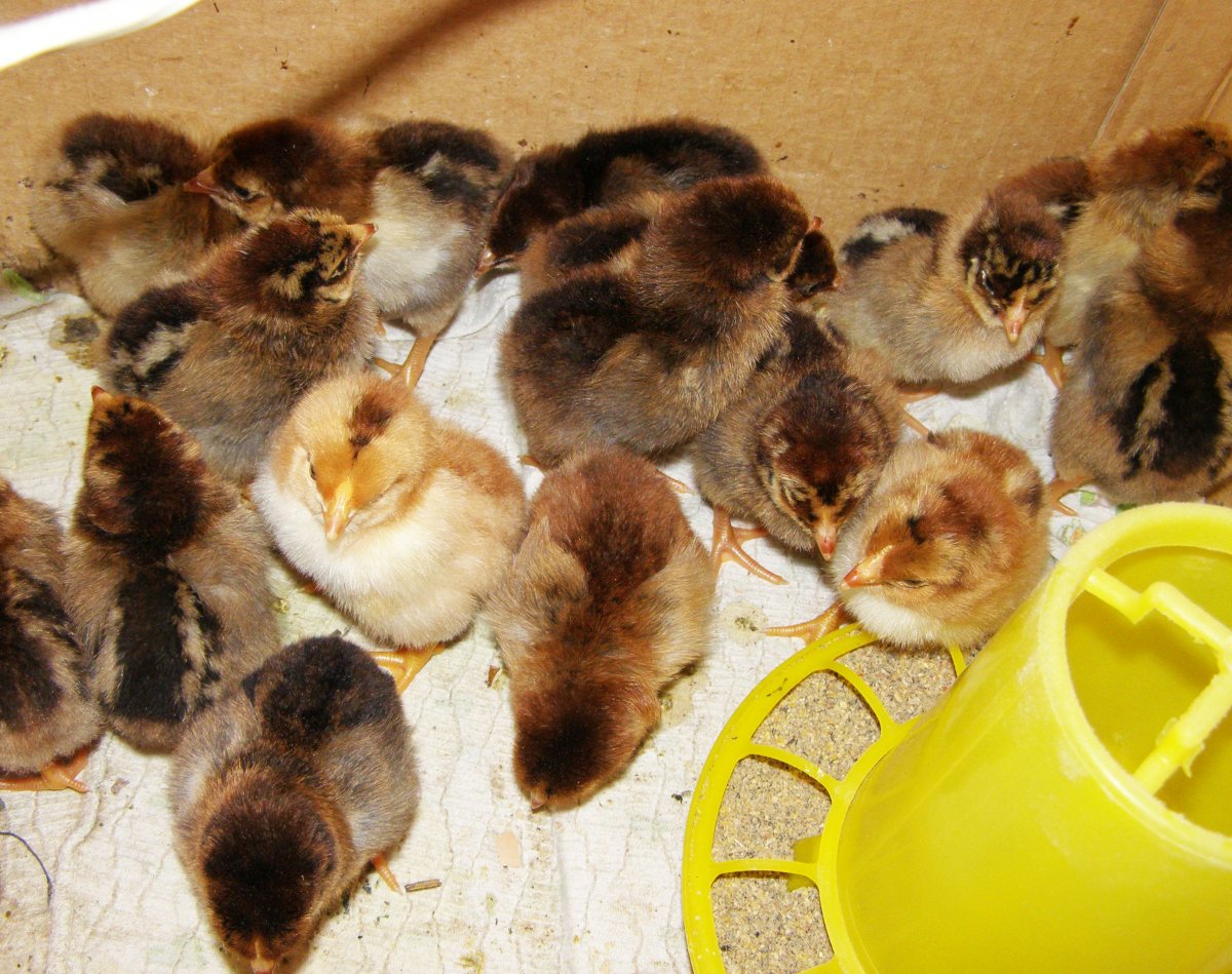 Кучинская Юбилейная цыплята