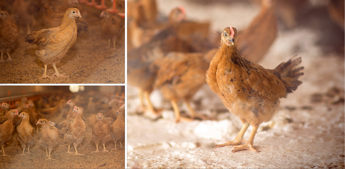 Кучинские цыплята