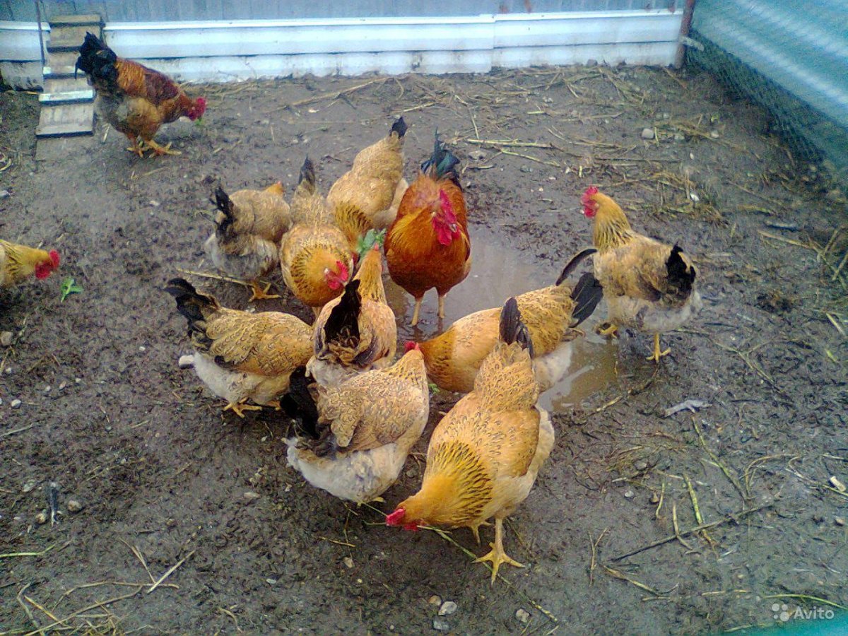Кучинская Юбилейная порода кур цыплята