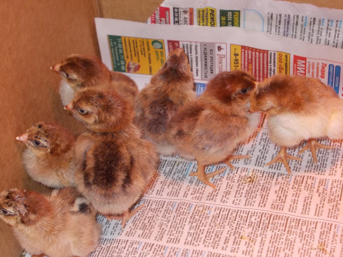 Цыплята Кучинской юбилейной фото