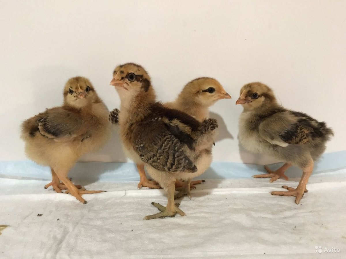 Кучинская Юбилейная порода цыплята
