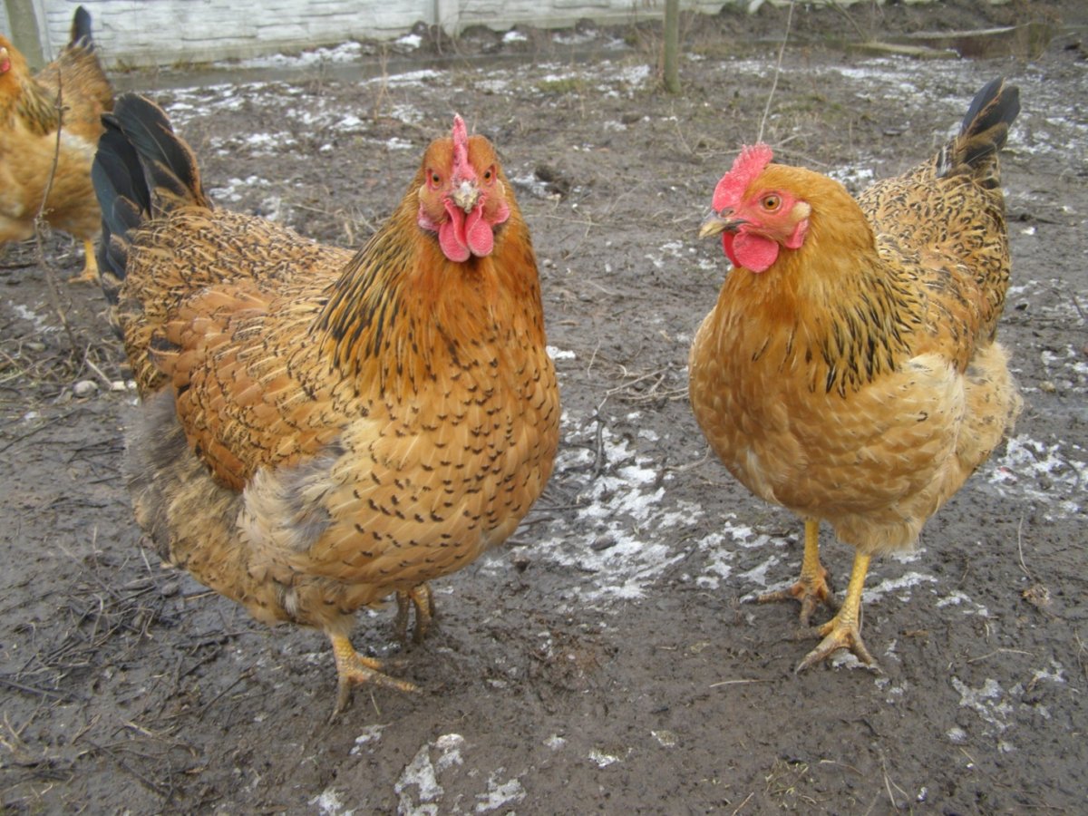 Кучинские куры