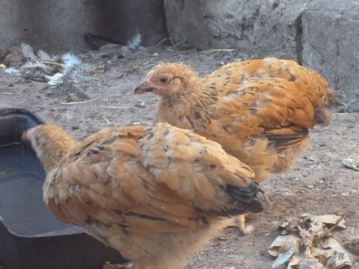 Кучинская Юбилейная серебро