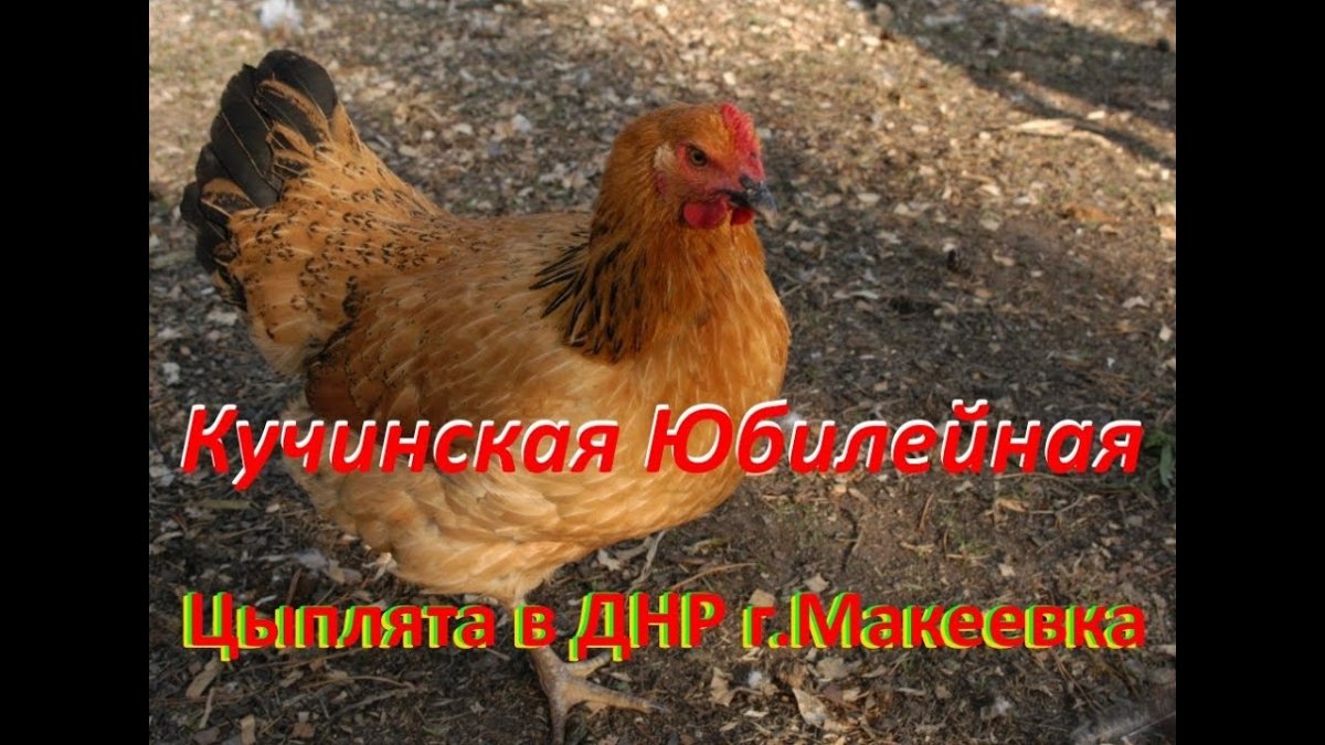 Как выглядят цыплята Маранов