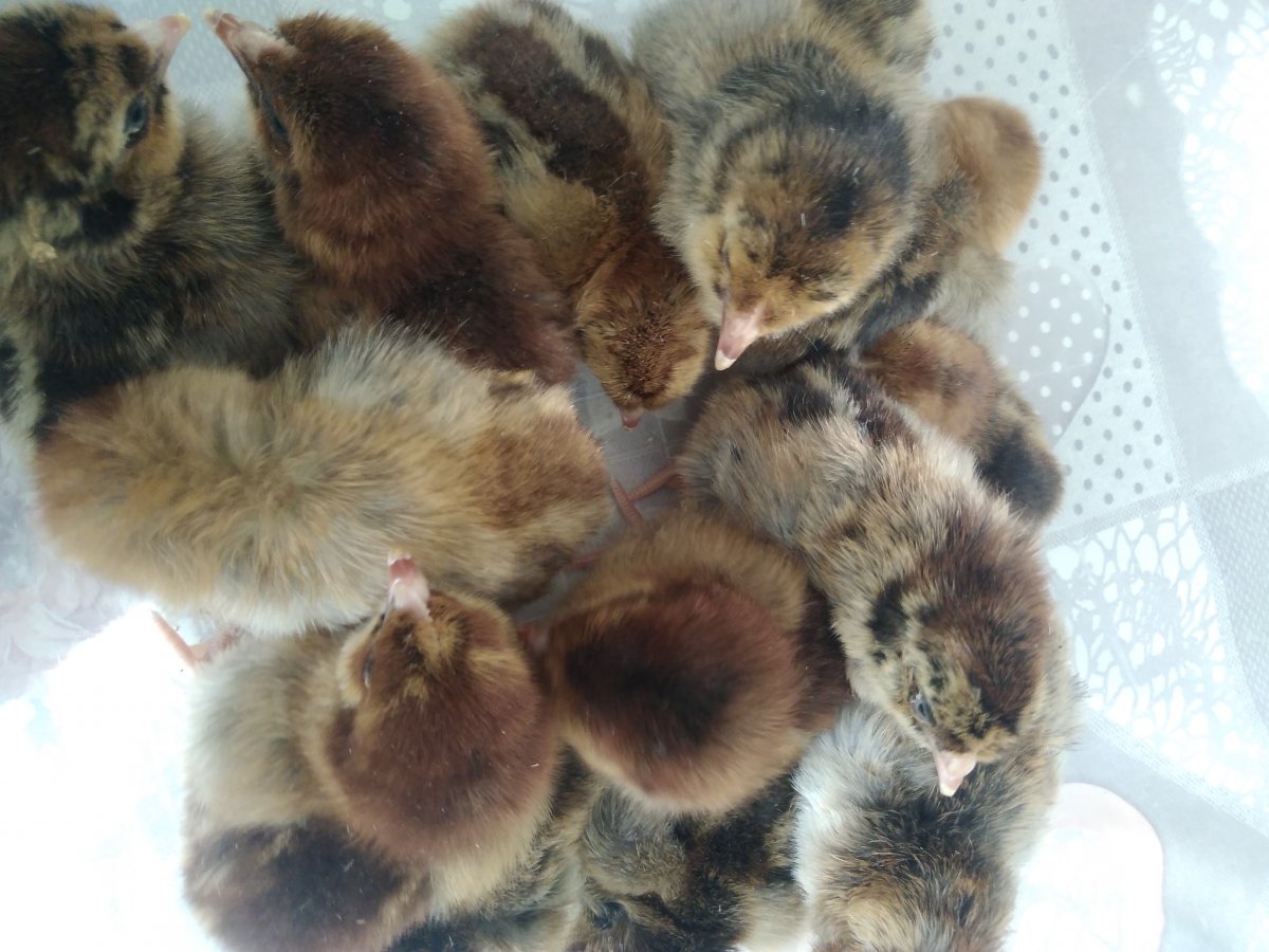 Цыплята Кучинской юбилейной фото