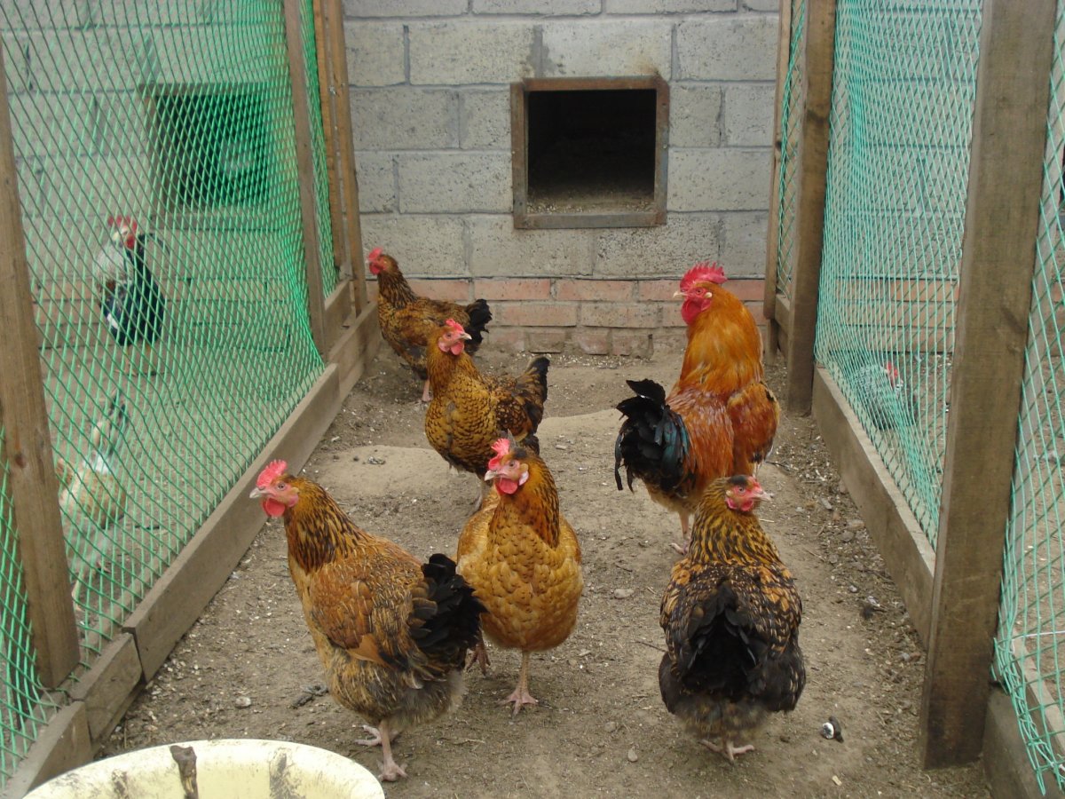 Кучинская Юбилейная цыплята