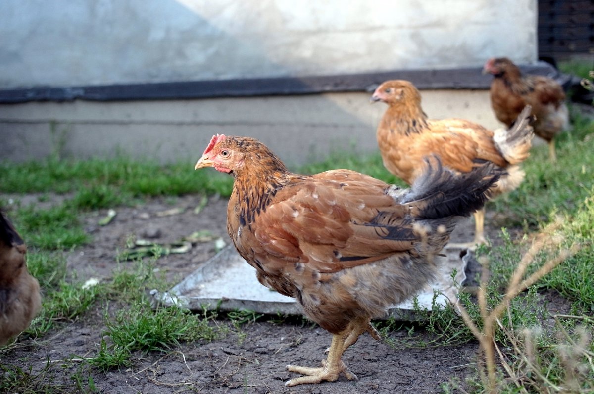 Кучинская Юбилейная Кучинская Юбилейная