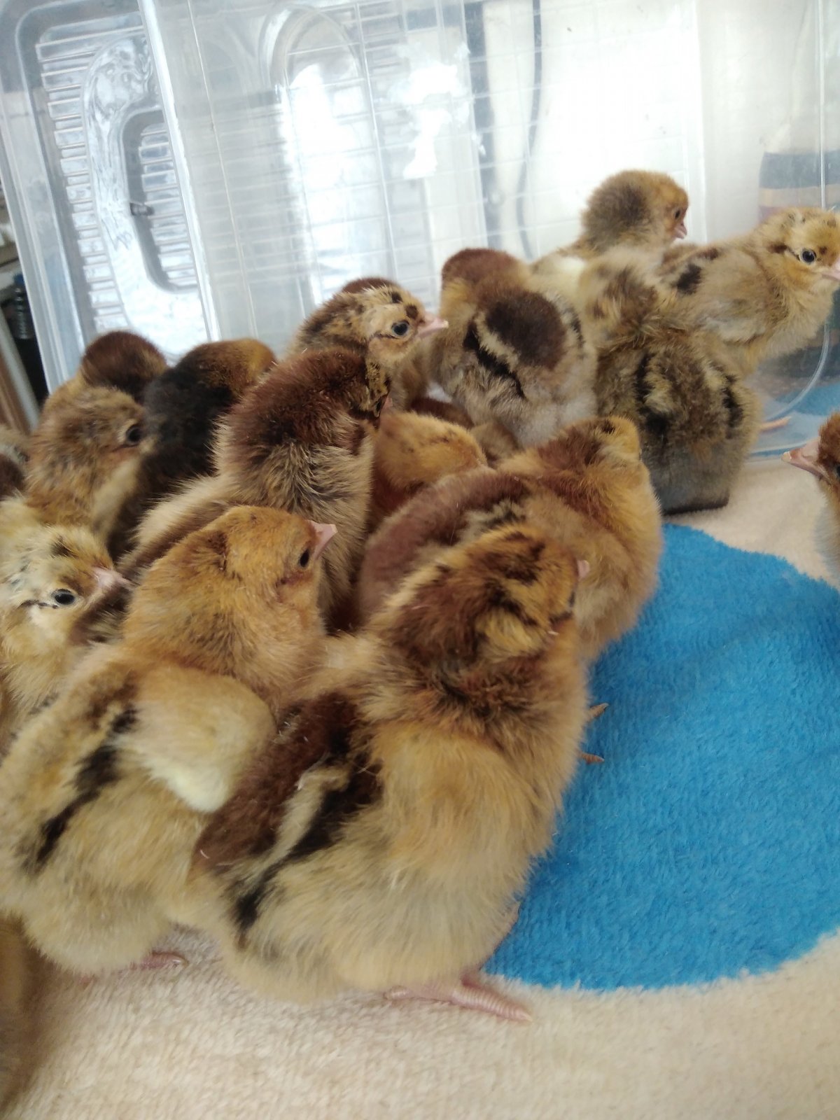 Кучинская Юбилейная порода цыплята фото