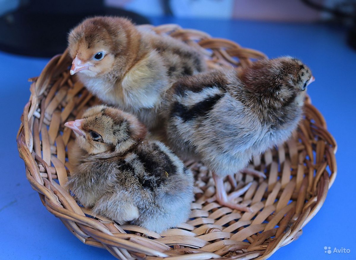 Куры несушки кучинские