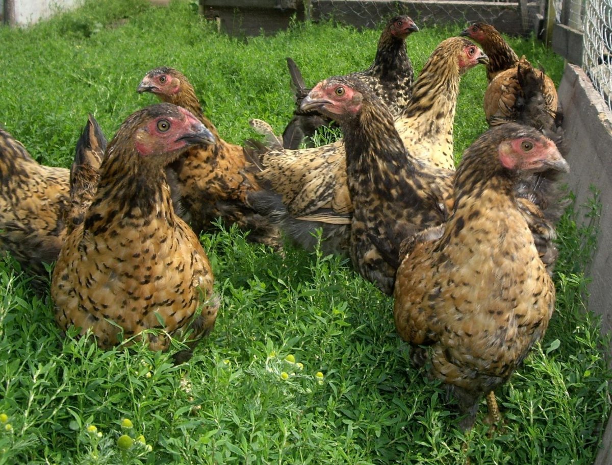 Кучинская Юбилейная Кучинская Юбилейная