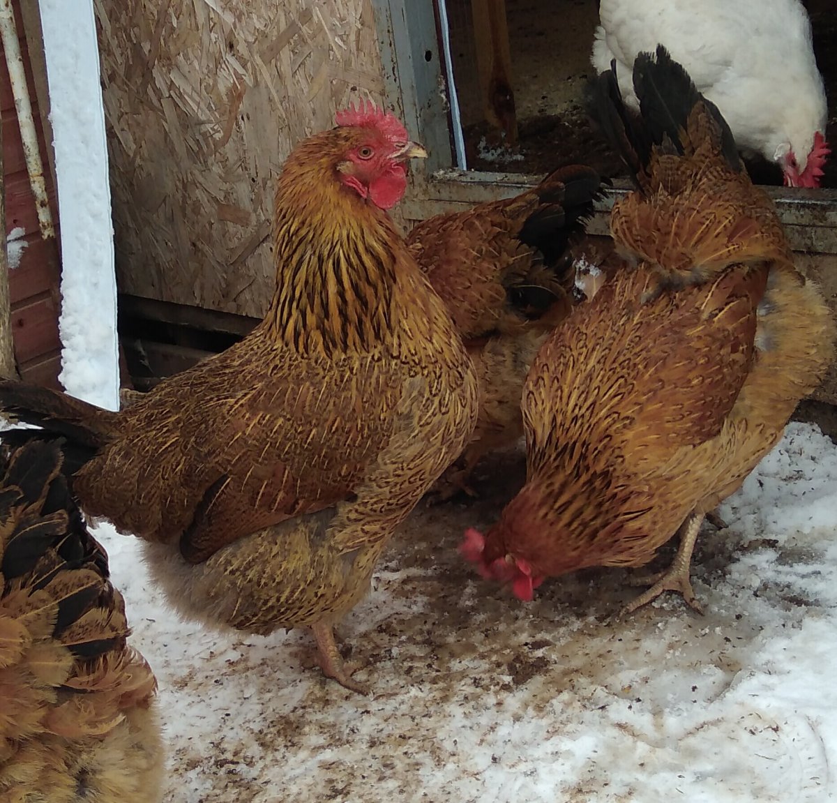 Кучинская Юбилейная Кучинская Юбилейная