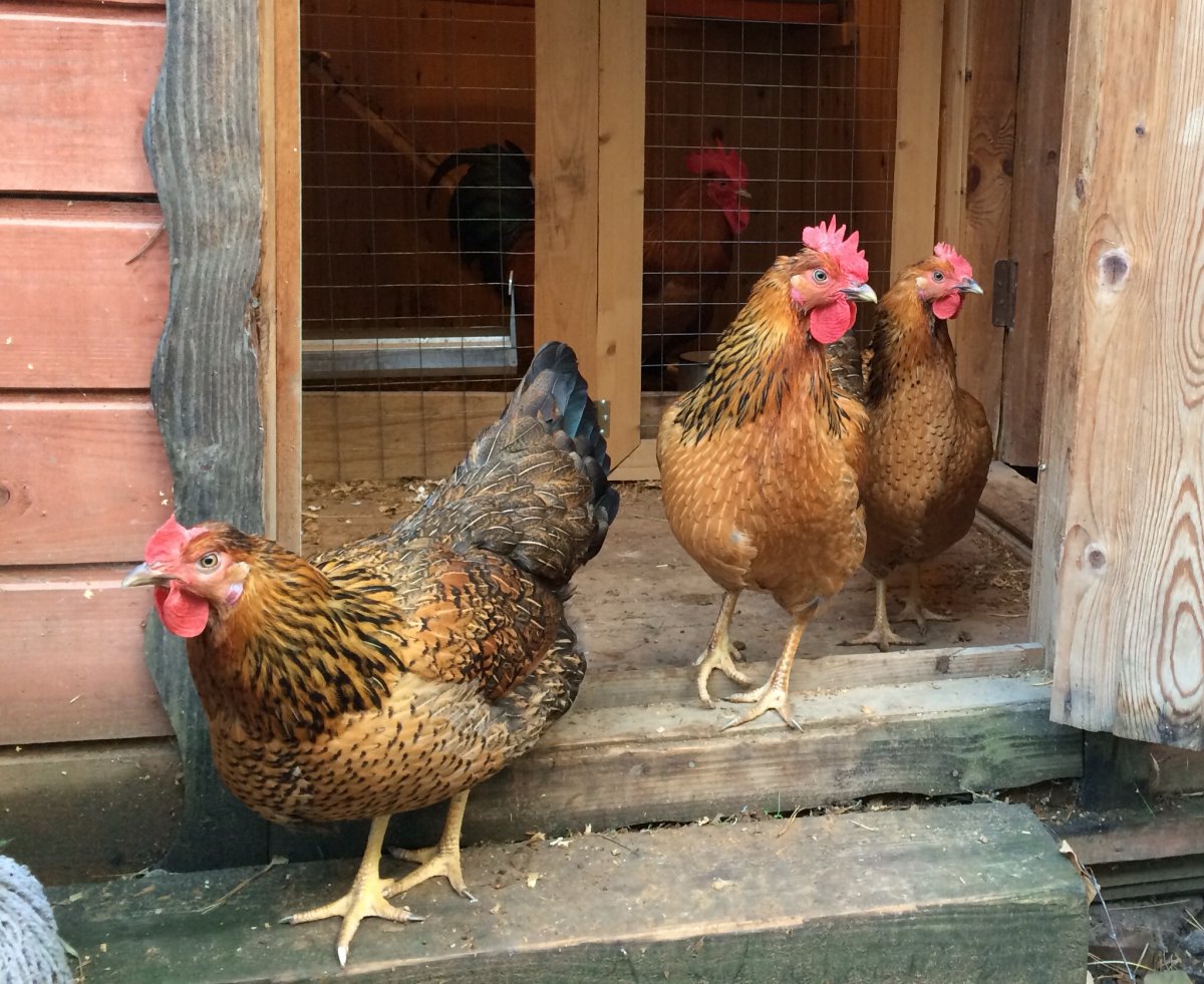 Кучинская Юбилейная генофонд