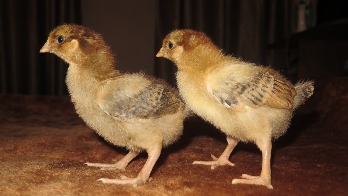 Несушка Кучинская Юбилейная.