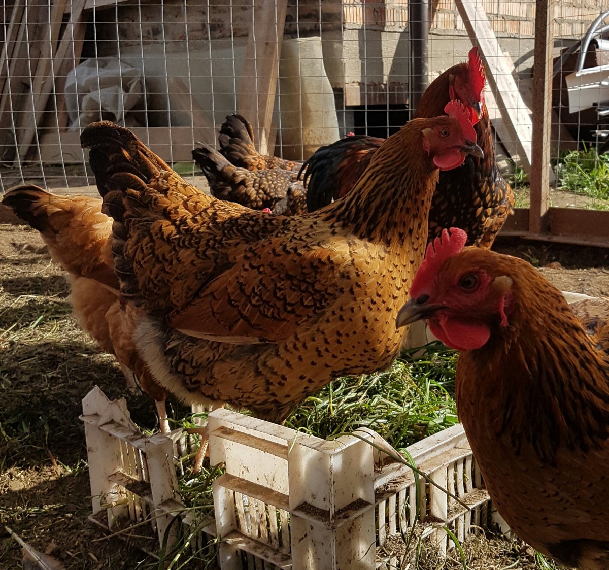 Кучинская Юбилейная цыплята суточные