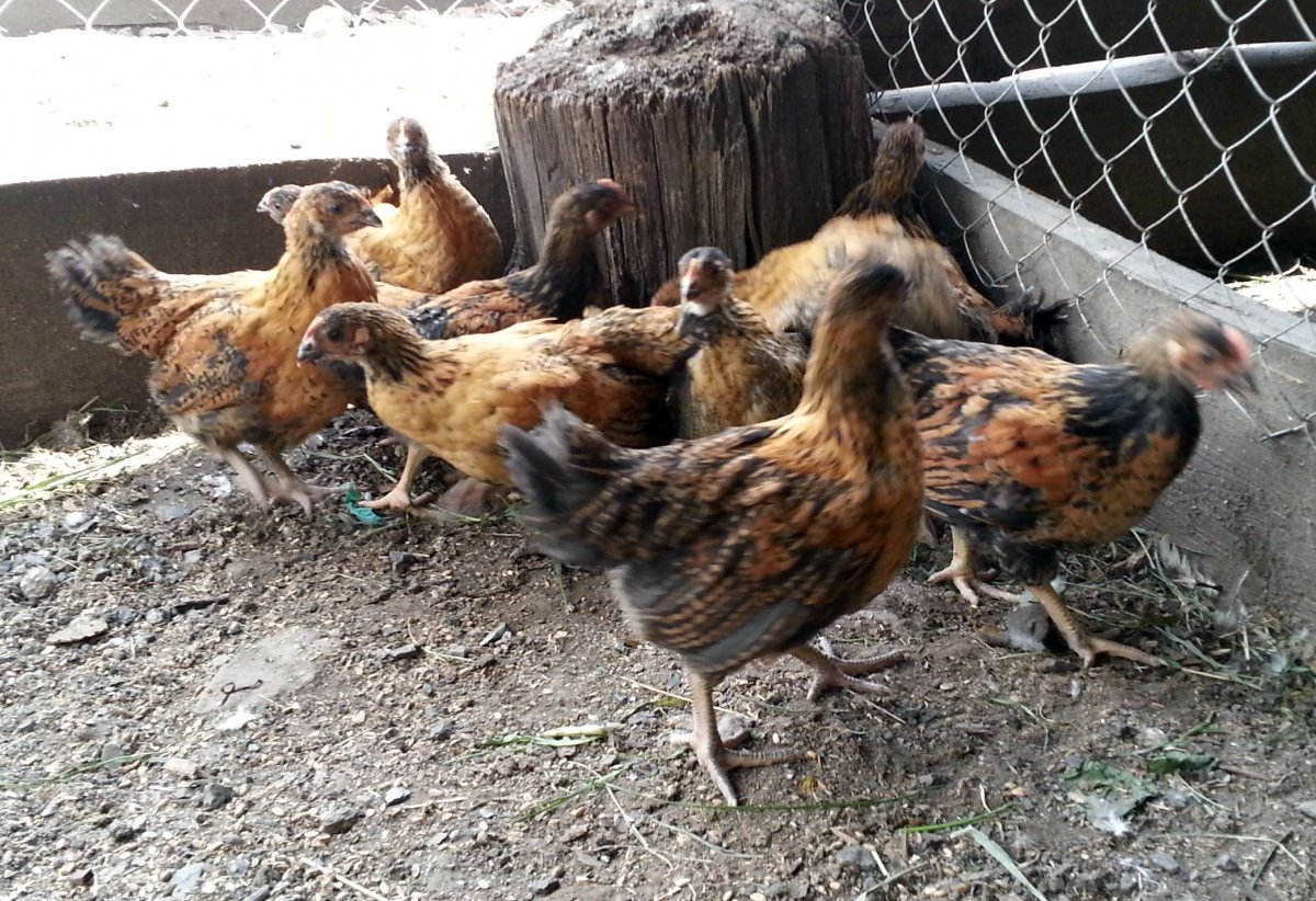 Несушка Кучинская Юбилейная.