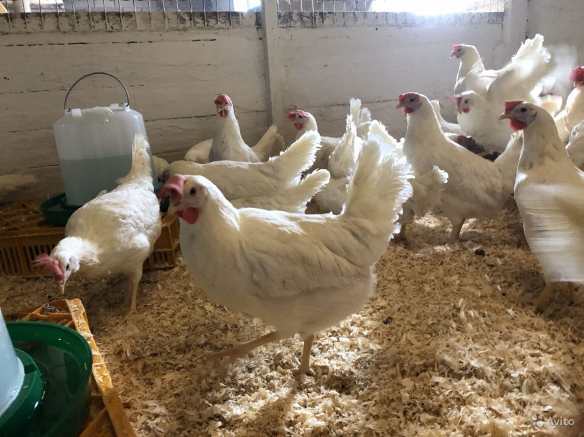 Декалб Уайт куры